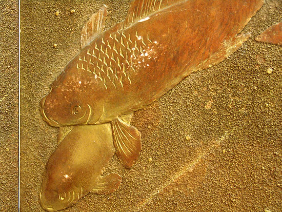 Four Panel Koi Screen